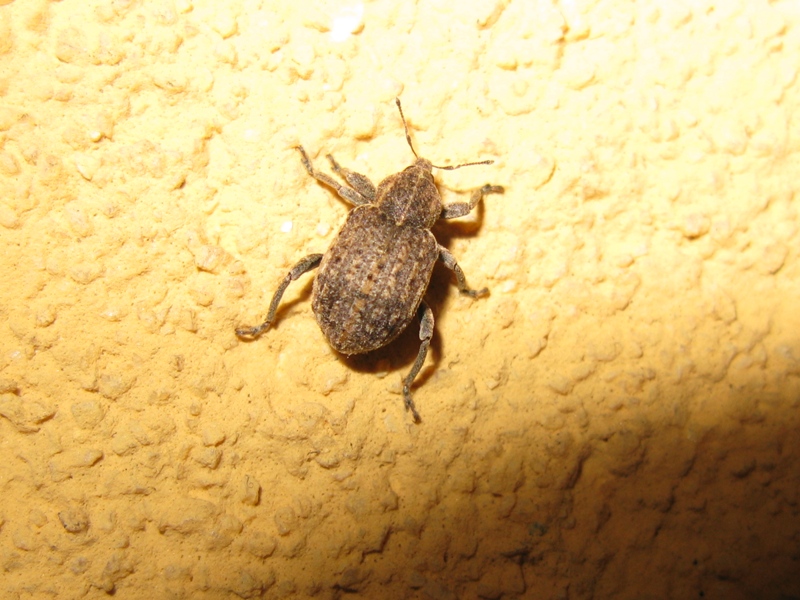 Curculionidae da determinare? 4 - (Brachypera zoilus)