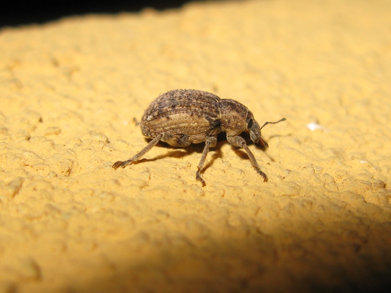 Curculionidae da determinare? 4 - (Brachypera zoilus)