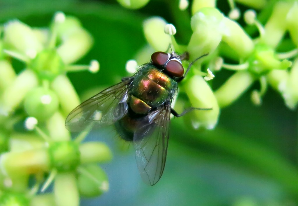 Lucilia maschio gruppo illustris/caesar (Calliphoridae)