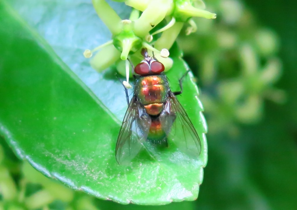 Lucilia maschio gruppo illustris/caesar (Calliphoridae)