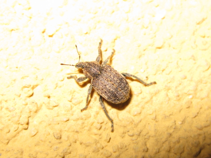 Curculionidae da determinare? 4 - (Brachypera zoilus)