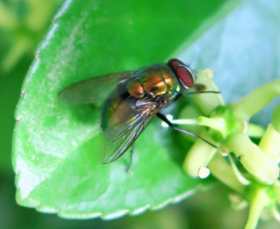 Lucilia maschio gruppo illustris/caesar (Calliphoridae)