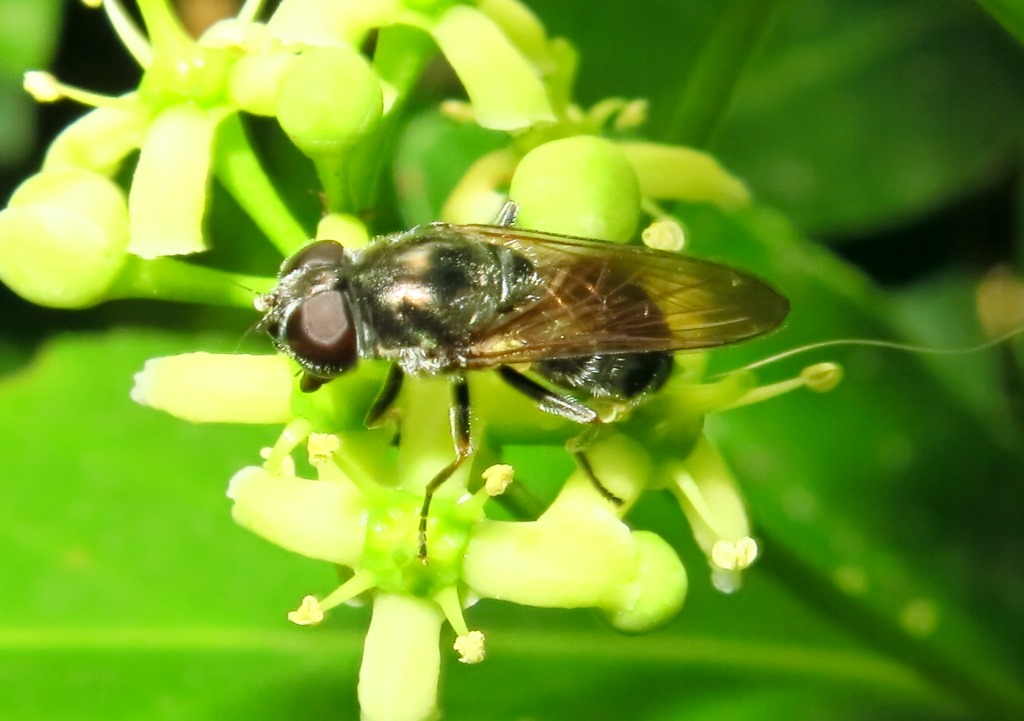 Syrphidae: Cheilosia sp.