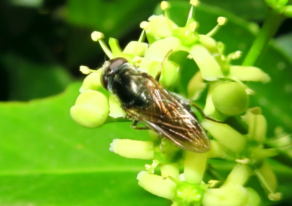 Syrphidae: Cheilosia sp.