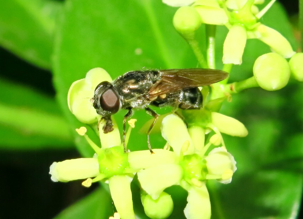 Syrphidae: Cheilosia sp.