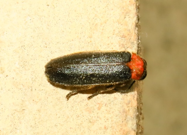 Luciola lusitanica, Lampyridae