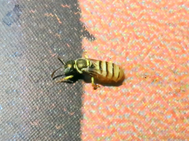 Apidae Halictinae - Nomioides sp.