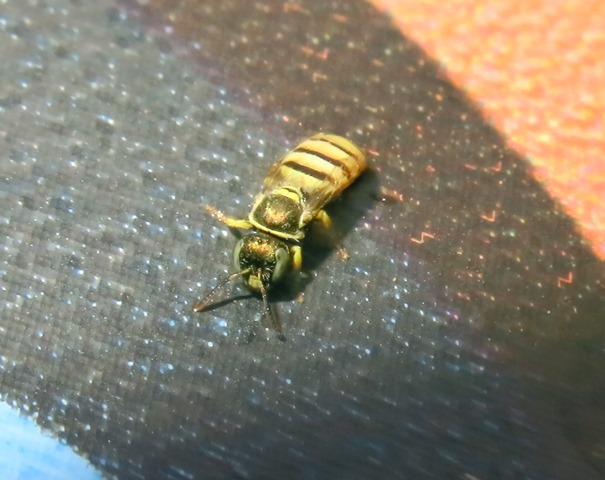 Apidae Halictinae - Nomioides sp.