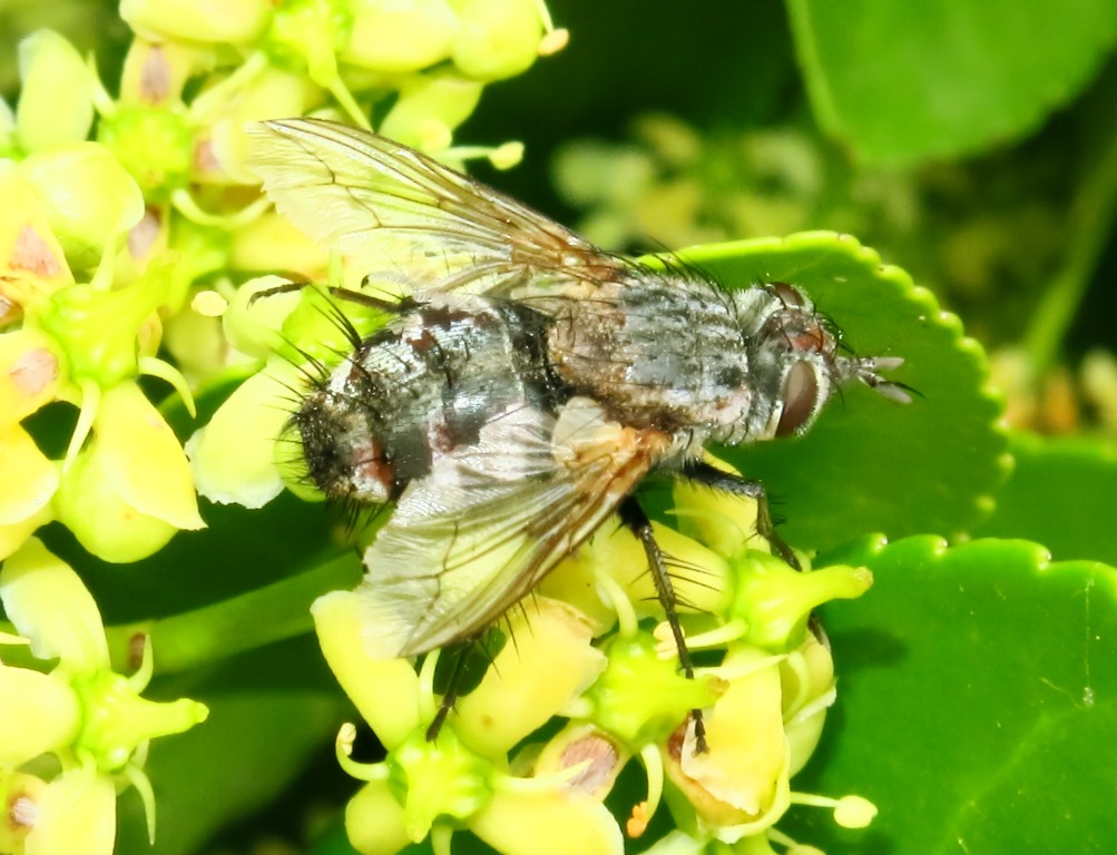 Tachinidae: Linnaemyia sp.