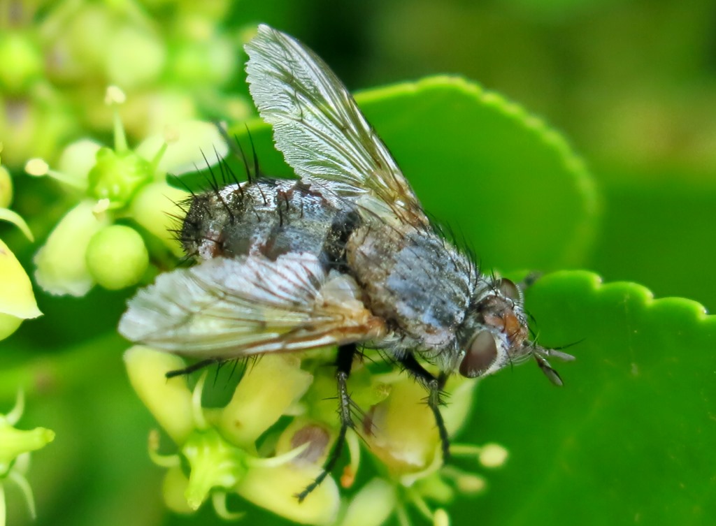 Tachinidae: Linnaemyia sp.