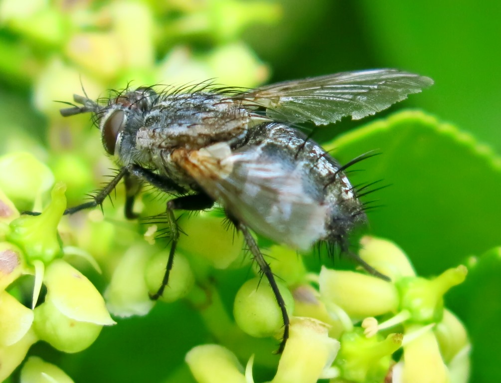 Tachinidae: Linnaemyia sp.