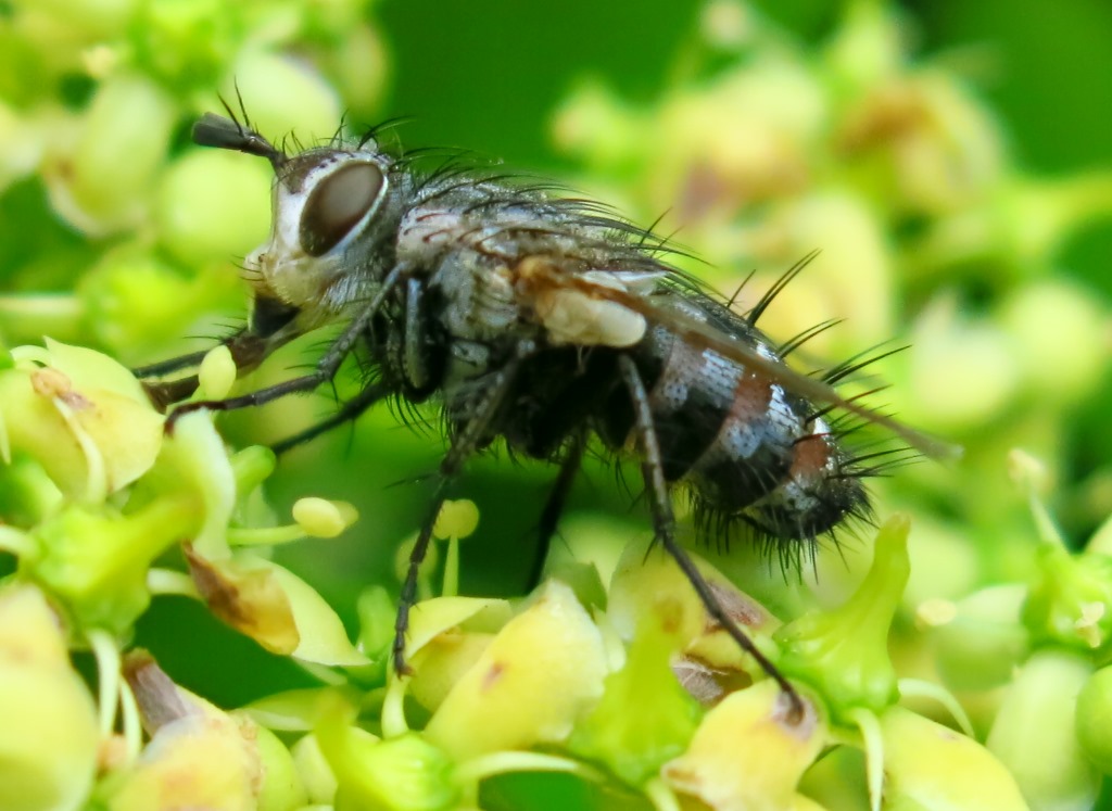 Tachinidae: Linnaemyia sp.