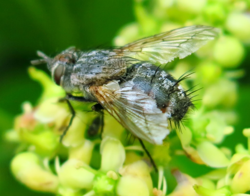 Tachinidae: Linnaemyia sp.