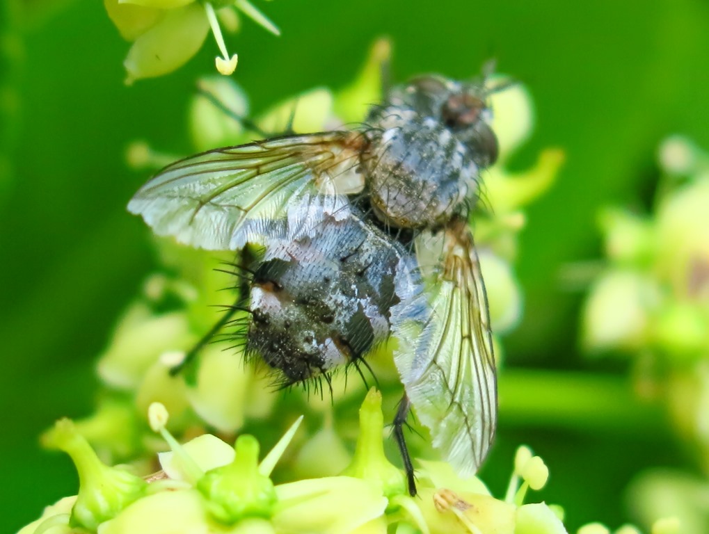 Tachinidae: Linnaemyia sp.