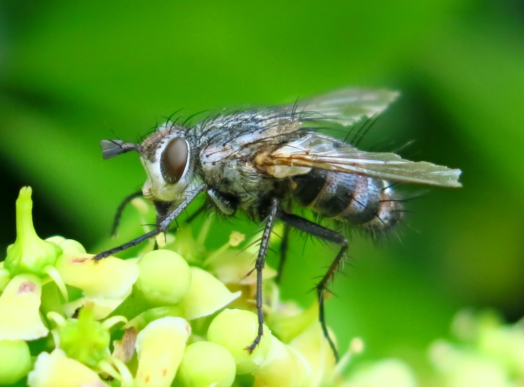 Tachinidae: Linnaemyia sp.