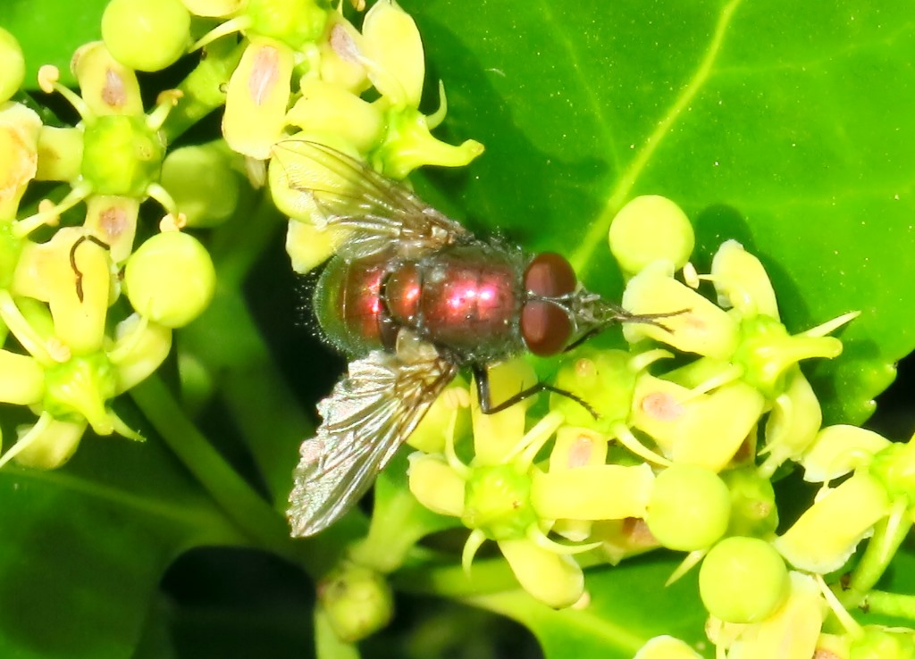 Lucilia maschio gruppo illustris/caesar (Calliphoridae)