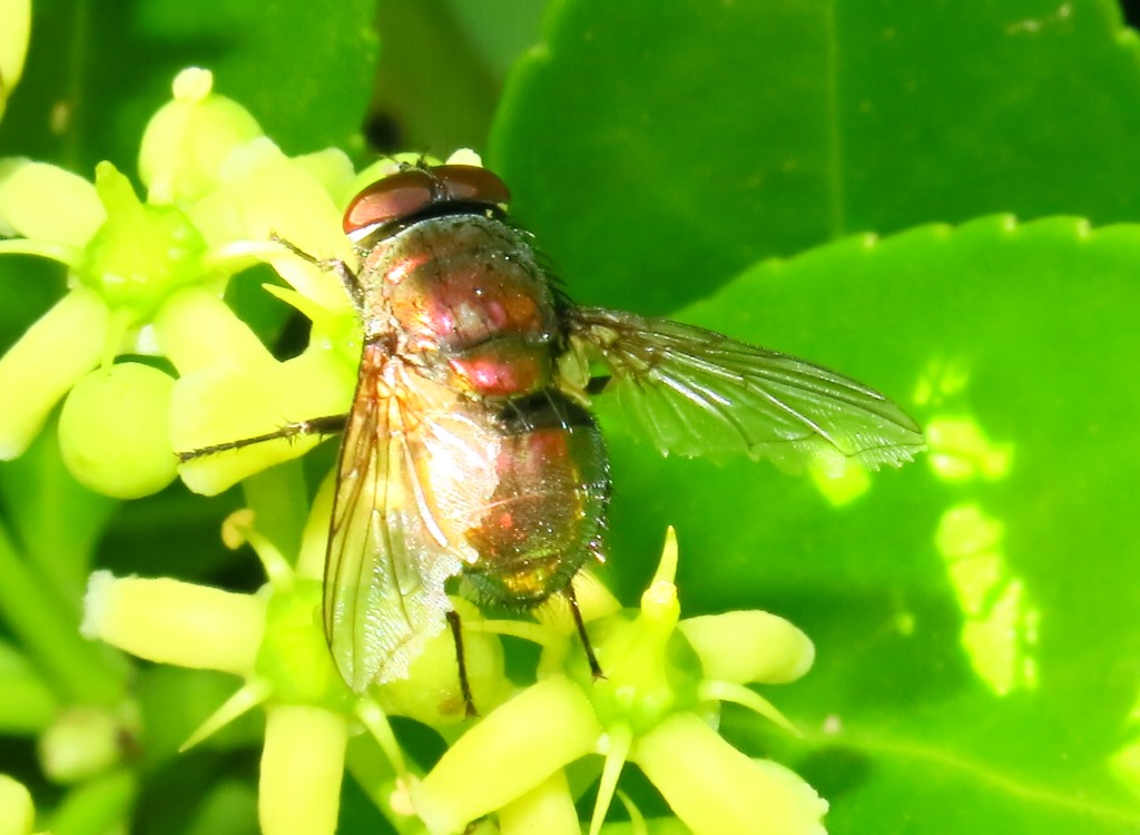 Lucilia maschio gruppo illustris/caesar (Calliphoridae)