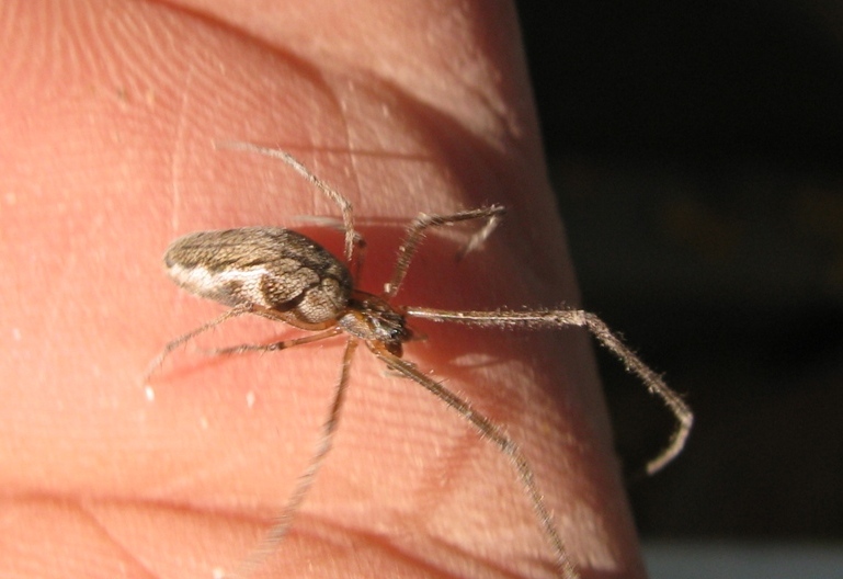 Tetragnatha sp. - Acquapendente (VT)