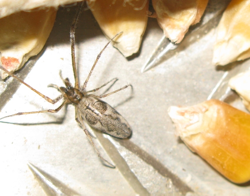 Tetragnatha sp. - Acquapendente (VT)