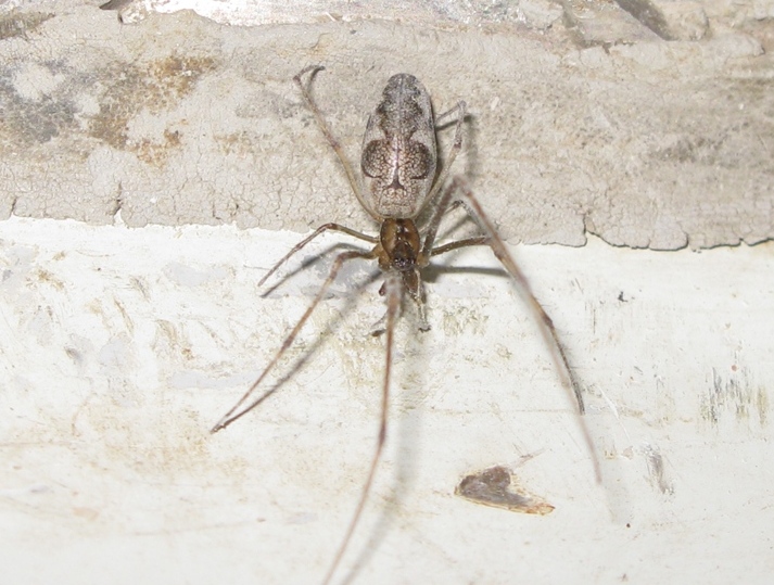 Tetragnatha sp. - Acquapendente (VT)