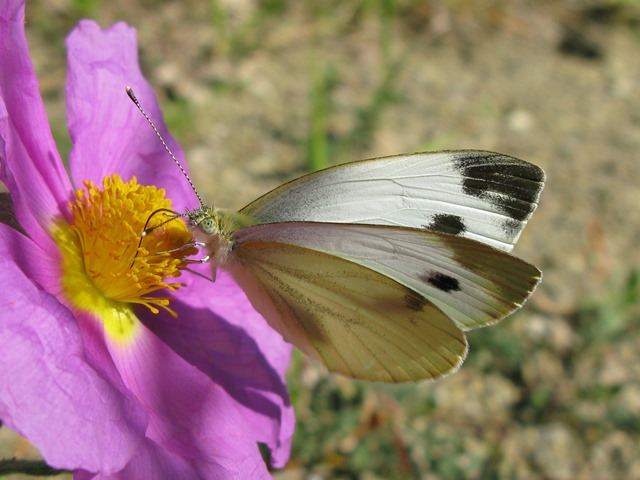 Pieris rapae e napi, Pieridae