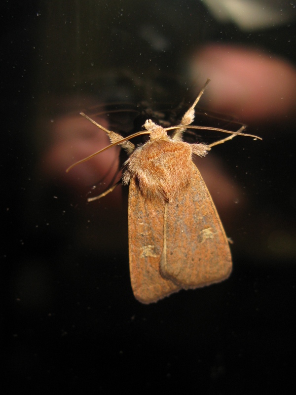 Noctuidae da indentificare:  Xestia (Xestia) xanthographa