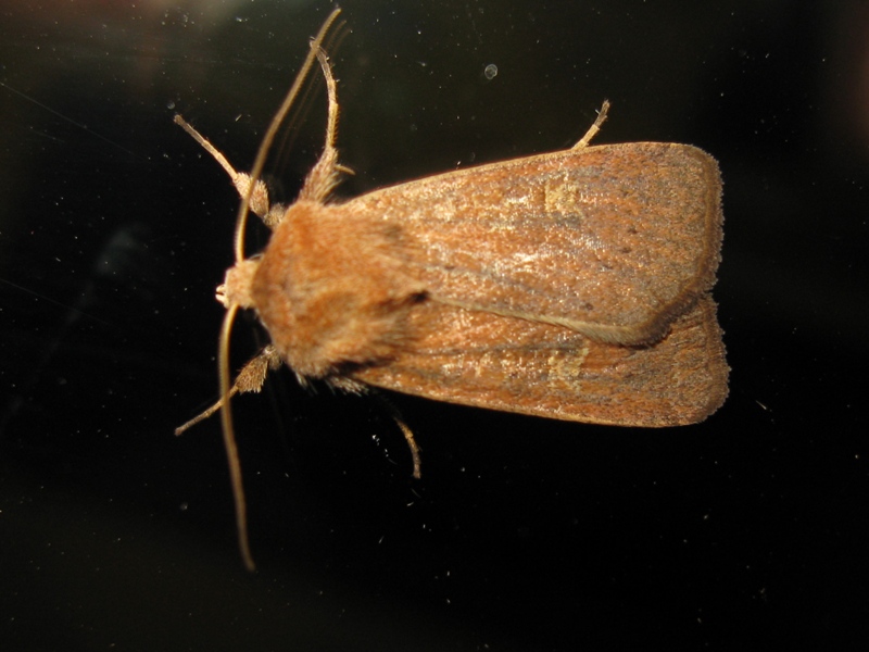 Noctuidae da indentificare:  Xestia (Xestia) xanthographa