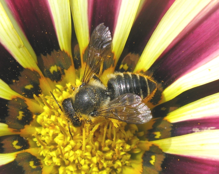 Apidae Andreninae? No, Apidae Megachilinae: Megachile sp.