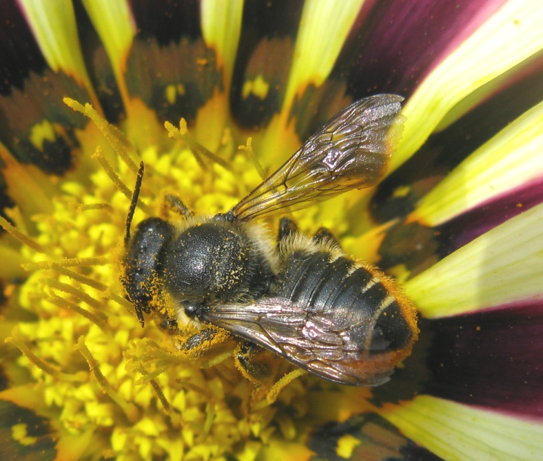 Apidae Andreninae? No, Apidae Megachilinae: Megachile sp.