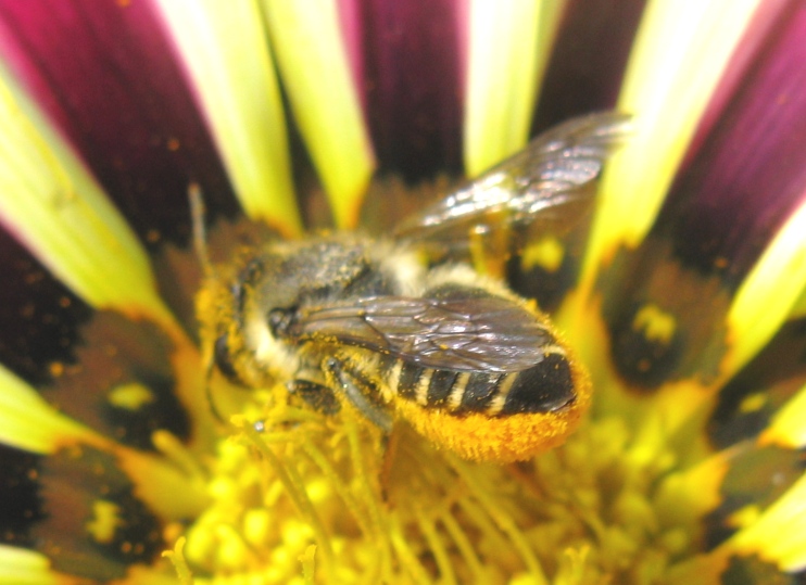 Apidae Andreninae? No, Apidae Megachilinae: Megachile sp.