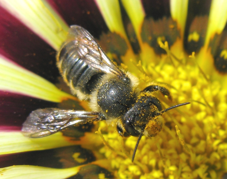 Apidae Andreninae? No, Apidae Megachilinae: Megachile sp.