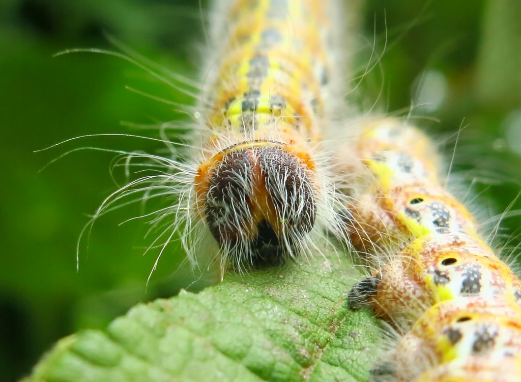 Bruco su nocciolo da determinare - Phalera bucephala