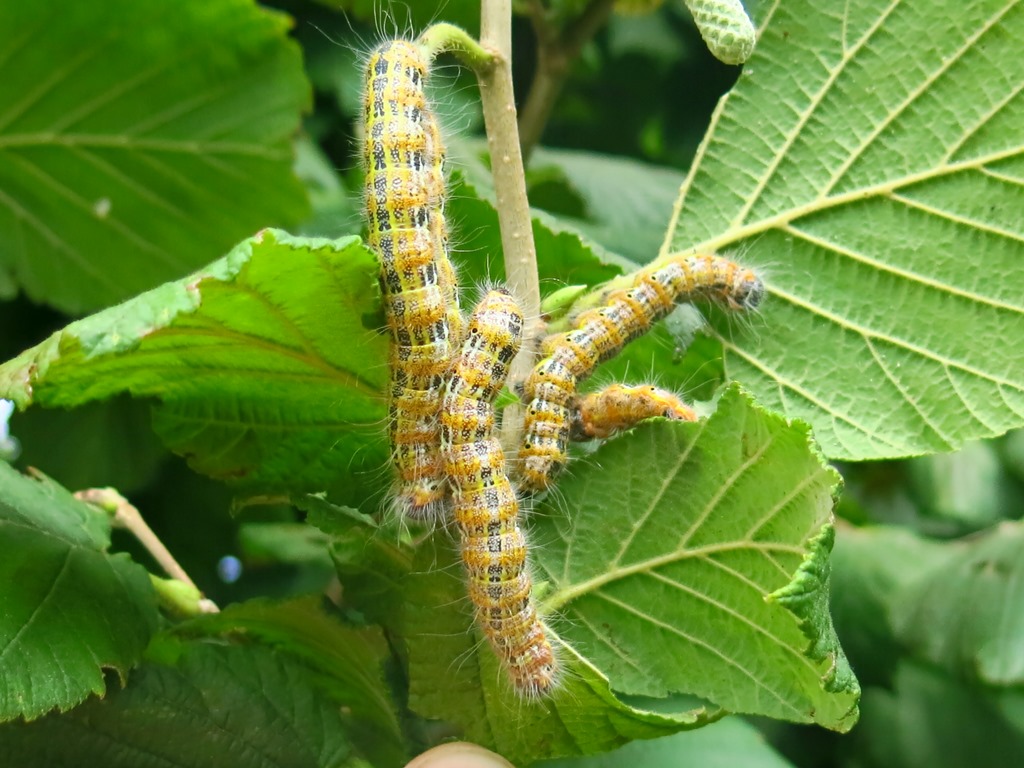 Bruco su nocciolo da determinare - Phalera bucephala