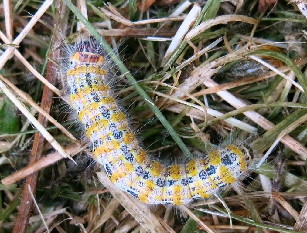 Bruco su nocciolo da determinare - Phalera bucephala