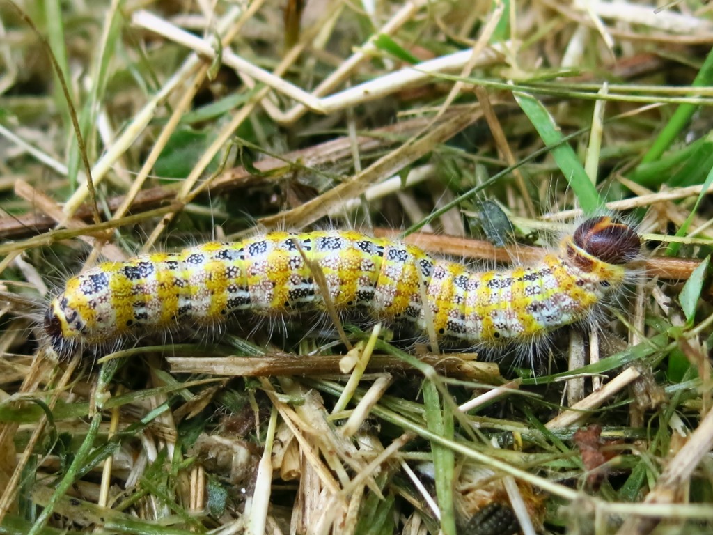 Bruco su nocciolo da determinare - Phalera bucephala