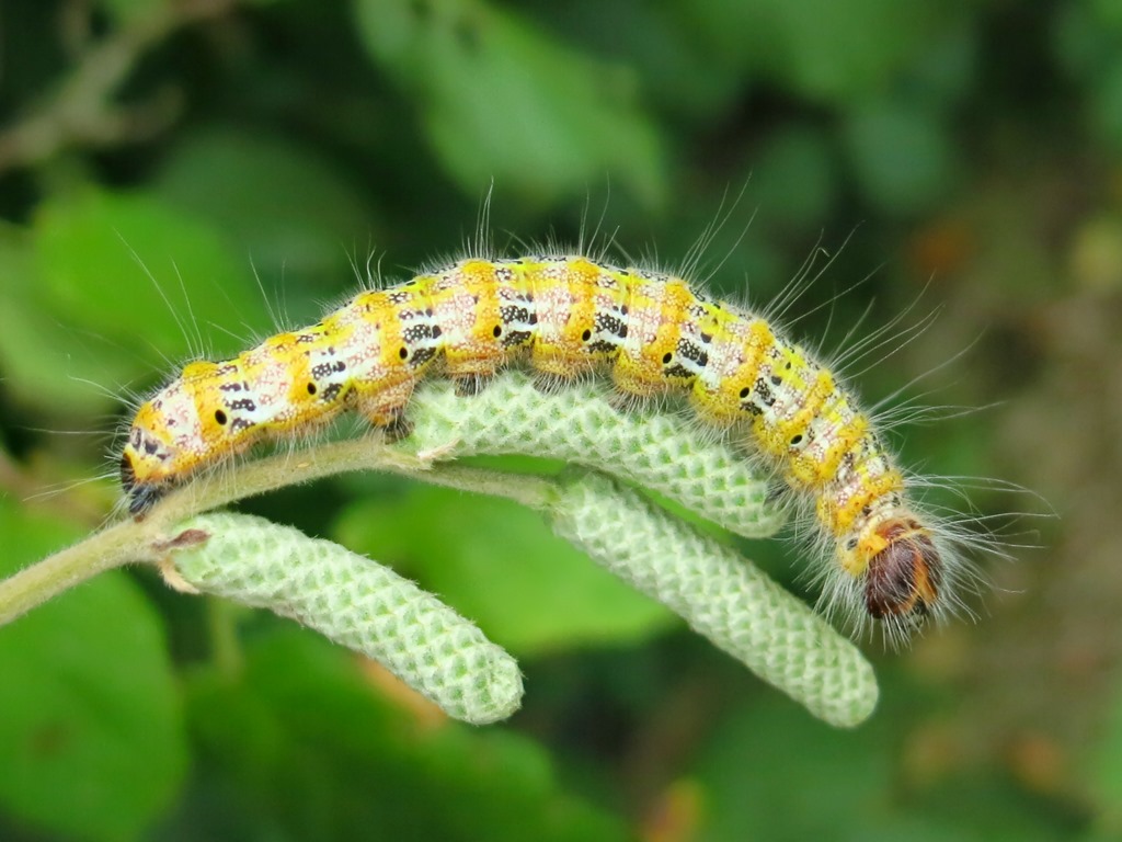 Bruco su nocciolo da determinare - Phalera bucephala