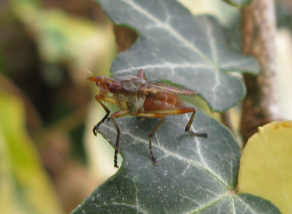 Sciomyzidae: Dichetophora obliterata