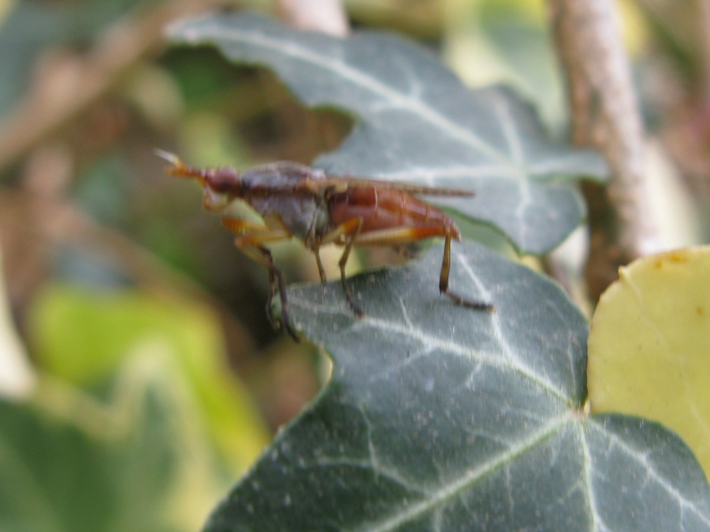 Sciomyzidae: Dichetophora obliterata