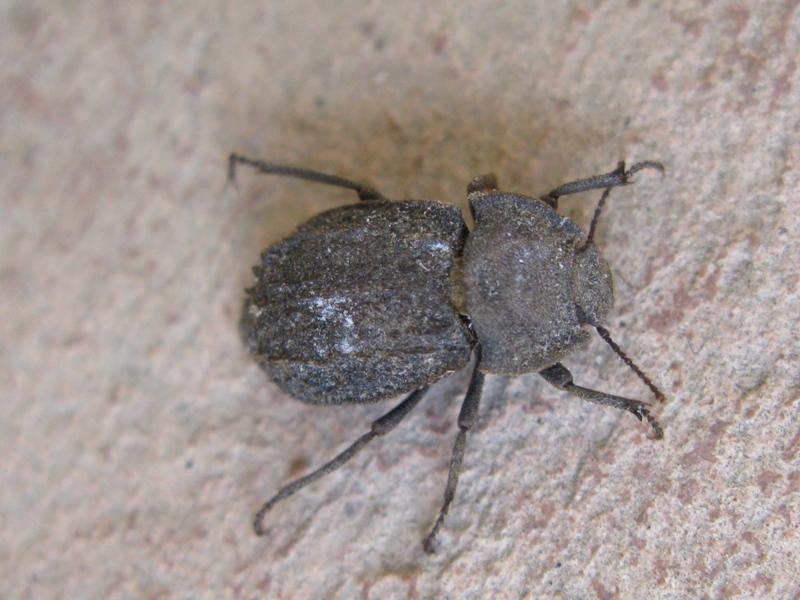 Tenebrionidae, Asida luigionii ssp. luigionii