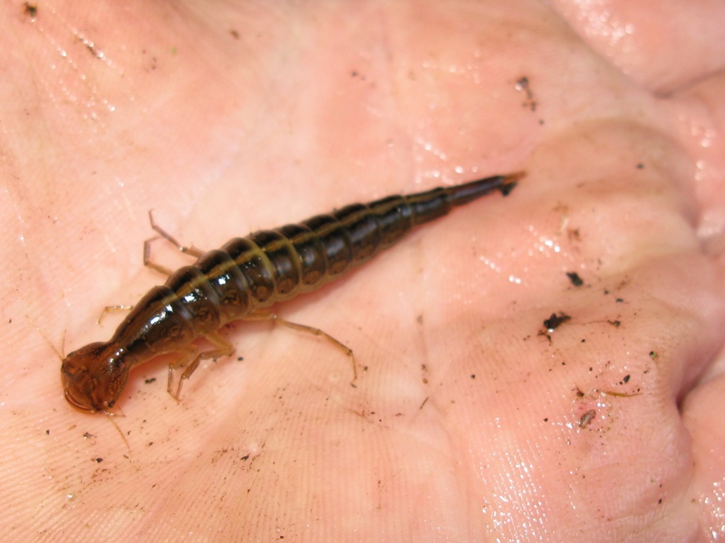 larva di Dytiscus sp.