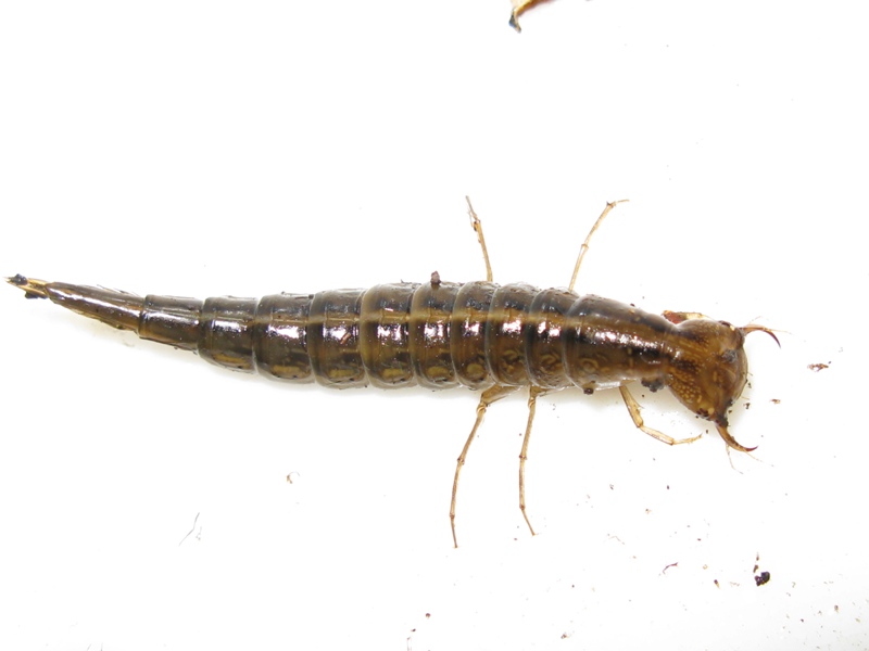 larva di Dytiscus sp.