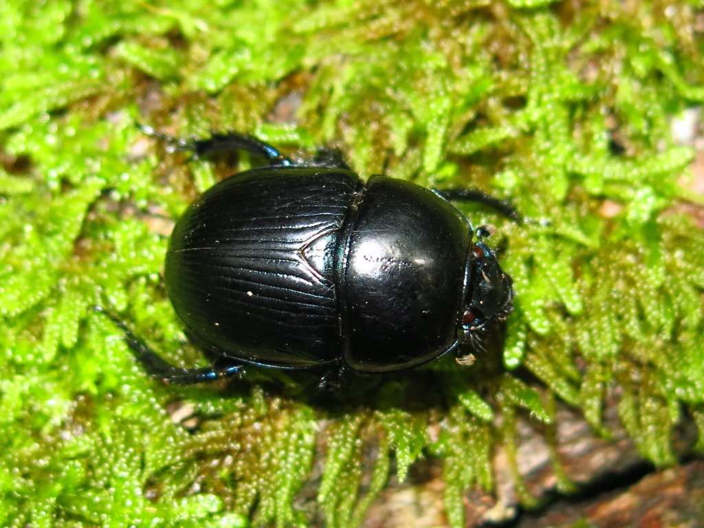 Geotrupidae da ID: Geotrupes spiniger, maschio