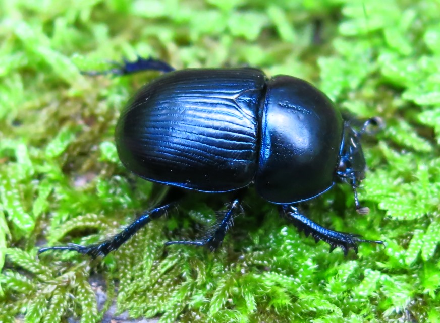 Geotrupidae da ID: Geotrupes spiniger, maschio