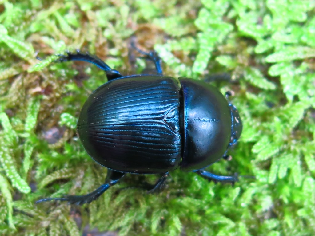 Geotrupidae da ID: Geotrupes spiniger, maschio