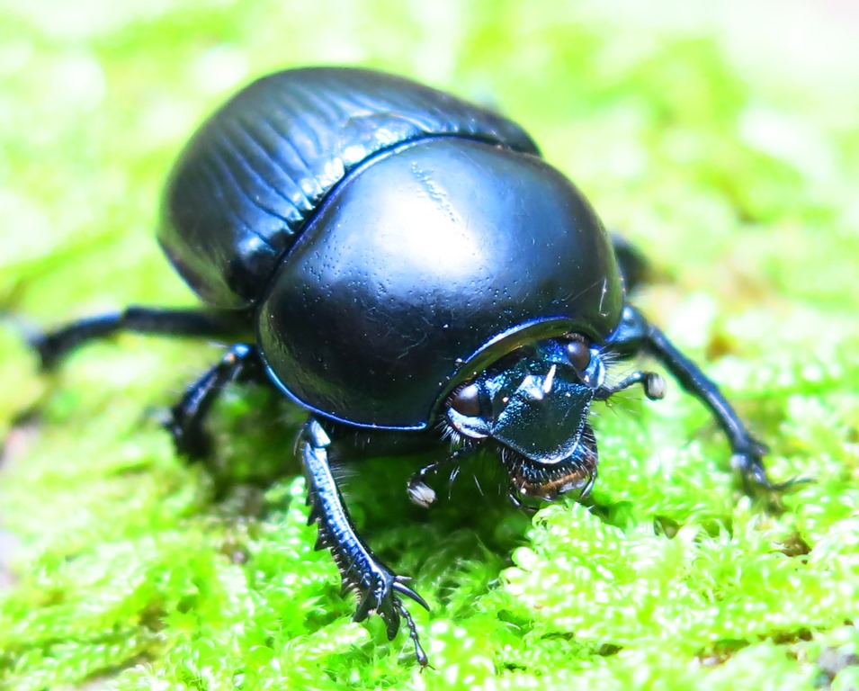 Geotrupidae da ID: Geotrupes spiniger, maschio