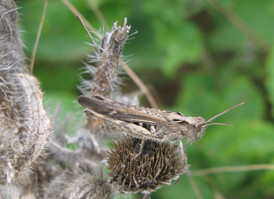 Acrididae da determinare? 4