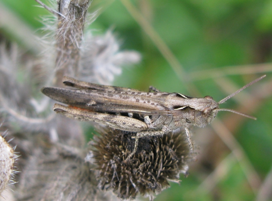 Acrididae da determinare? 4