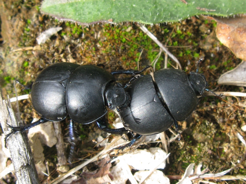 Geotrupidae da determinare?