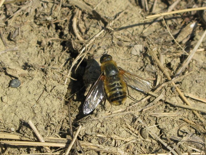 Villa sp. (Bombyliidae)