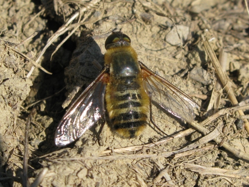 Villa sp. (Bombyliidae)